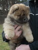 Chow Chow suczka z rodowodem ZKwP/FCI - 1