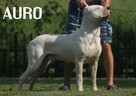 Dog argentyński - szczenięta po championach - 13