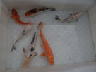 Karp Narybek kroczek - 3