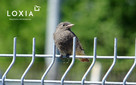 Ornitolog - kompleksowe usługi ornitologiczne - 8