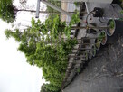 Przycinanie drzew wycinka alpinistyczna - 3