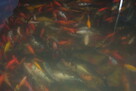 Karp Narybek kroczek - 5