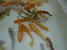 Karp Narybek kroczek - 4