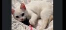 Odam białam kotke za darmo :) szybko szuka domu - 2