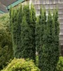 Cis pośredni Hillii Taxus x media - 2