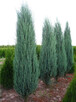 Jałowiec skalny Blue Arrow Juniperus scopulorum - 2