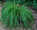 Żywotnik olbrzymi Whipcord Thuja plicata - 2