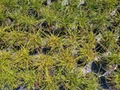 Żywotnik olbrzymi Whipcord Thuja plicata - 3