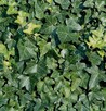 Bluszcz Pospolity Hedera helix - 3