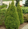 Świerk biały Conica Picea glauca - 2