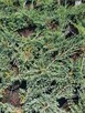 Jałowiec płożący Wiltonii Juniperus horizontalis - 2