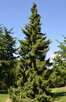Świerk serbski Picea omorika - 2