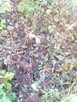 Nalewki z Orzech czarny sadzonki w pojemnikach , doniczka - 8