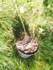 Nalewki z Orzech czarny sadzonki w pojemnikach , doniczka - 3