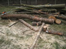 Drewno opałowe: sosna, świerk, lipa, wierzba - klocki 30 cm. - 6