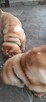 szczeniak shar pei - 9