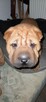 szczeniak shar pei - 4