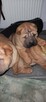 szczeniak shar pei - 3