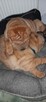 szczeniak shar pei - 6