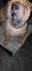 szczeniak shar pei - 1