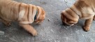 szczeniak shar pei - 11