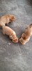 szczeniak shar pei - 8
