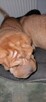 szczeniak shar pei - 7