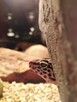 gekon lamparci + terrarium sprzedam - 8