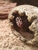 gekon lamparci + terrarium sprzedam - 2