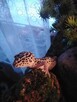 gekon lamparci + terrarium sprzedam - 1
