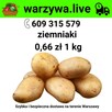 ziemniaki - warzywa.live - z dostawądo domu - 1