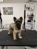 Salon pielęgnacji zwierząt Bella i Bafi - 6