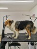 Salon pielęgnacji zwierząt Bella i Bafi - 15