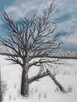 Zimowe drzewo- obraz, pejzaż ,zima ,drzewo - 1