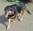 Wspaniała bezproblemowa dziewczynka poleca się do adopcji - 5
