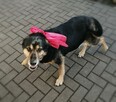 Cudowna sunia kochająca ludzi nad życie BŁAGA o domek - 5