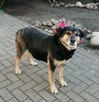 Cudowna sunia kochająca ludzi nad życie BŁAGA o domek - 4