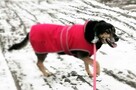 Wspaniała bezproblemowa dziewczynka poleca się do adopcji - 8