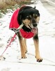Wspaniała bezproblemowa dziewczynka poleca się do adopcji - 7