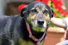 Wspaniała bezproblemowa dziewczynka poleca się do adopcji - 6