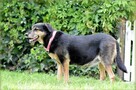 Wspaniała bezproblemowa dziewczynka poleca się do adopcji - 3