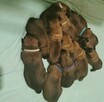 Owczarek Belgijski Malinois