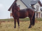 Oddam w dobre ręce fajnego konika
