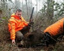 GOŃCZY POLSKI ChPl reproduktor polujący zaprasza suczki - 5