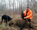 GOŃCZY POLSKI ChPl reproduktor polujący zaprasza suczki - 4