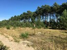 Działka w Cierpicach 911 m2 warunki zabudowy - media - 3
