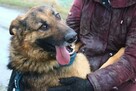Kastor - w typie Owczarek niemiecki; łagodny i sympatyczny - 6