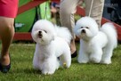 BICHON FRISE - szczenięta, hodowla ZKwP/FCI - 1