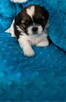śliczne suczki shih tzu - 1