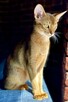 Kocięta Abisyńskie kot Mini Puma rzadka rasa - 5